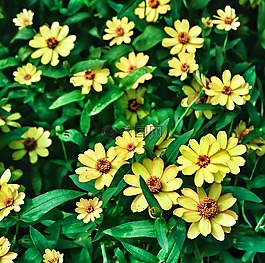 花,蔬菜,黃