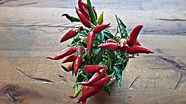 辣椒,草藥,香料