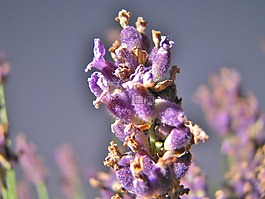 花,nahaunahme,花園