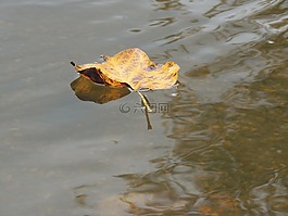 葉水,池,秋