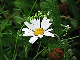 花,黛西,洋甘菊