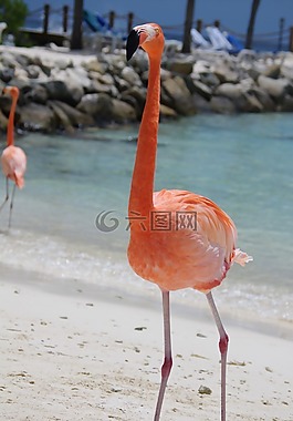 火烈鳥,海灘,夏天