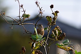 動物,木材,野生鳥類
