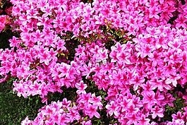 鲜花,杜鹃花,粉红色