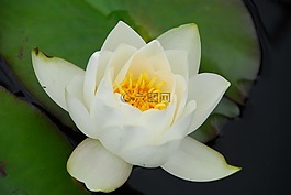 蓮花,水百合,池