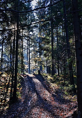 森林,自然,戶外
