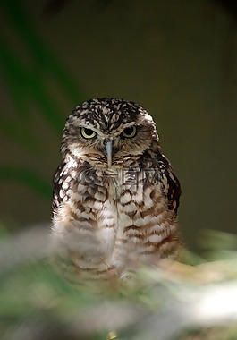 貓頭鷹,鳥,野生動物