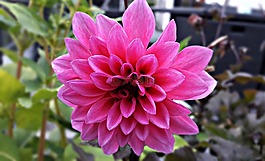 花,大麗花,花園