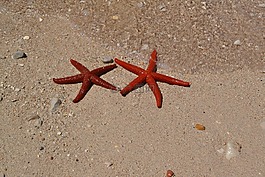 海,沙,海星