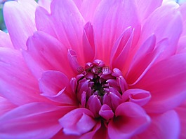 花,嬌琴紗,粉紅色
