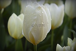 鮮花,白,水滴