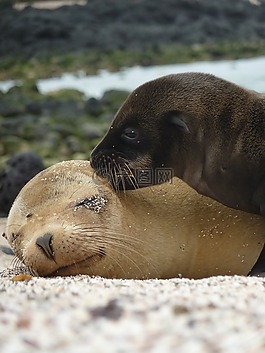 海獅,密封件,哺乳動物