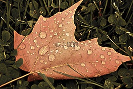 葉,秋天,秋