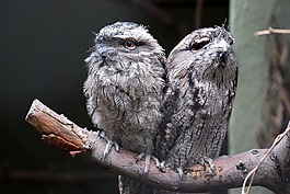 黃褐色,frogmouth,澳大利亞