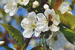 自然,蜜蜂,花
