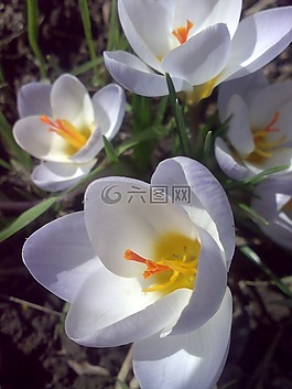 番紅花,鮮花,春天