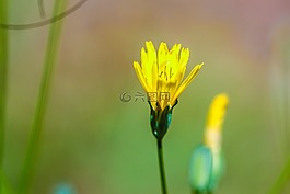 黃色,花,綠色