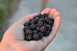 黑莓,自然,食品
