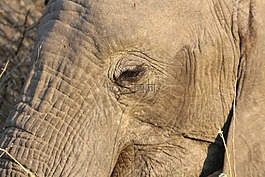 象,野生動物,野生動物園