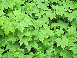 覆蓋作物,tiarella,綠色