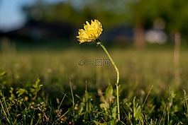 花,上午,黃色