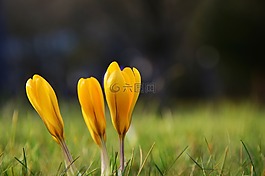 藏紅花,黃番紅花,早布盧默