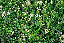 盛開(kāi),開(kāi)花,植物區(qū)系