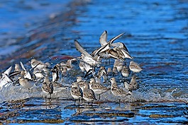 sanderlings,北海,limicoline