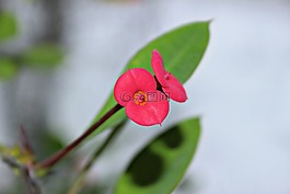 鮮花,綠色,自然