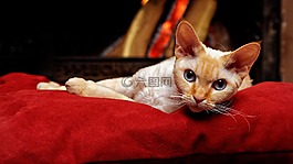 德文郡rex,tomcat的,猫