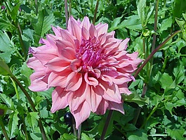 迈瑙,花,植物区系