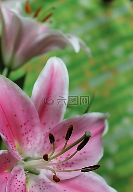 野花,鳶尾花,花