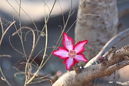 黑斑羚百合,花,粉红色