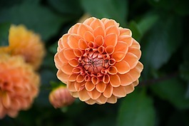 盛開,開花,特寫