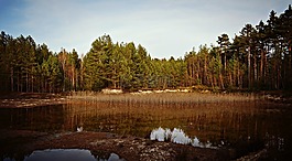 性質(zhì),景觀,森林