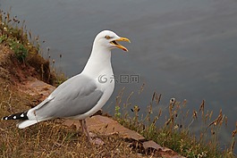 性質(zhì),海鷗,鳥