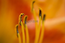 花,百合,花藥