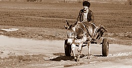 驢,購(gòu)物車,t