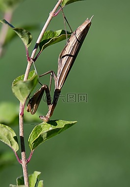 螳螂,昆蟲,bug