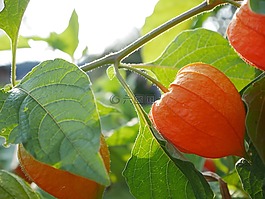 酸漿,植物,水果