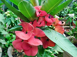 紅色,大戟屬,milii