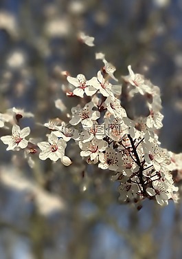 開花,春,自然