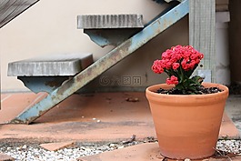 鍋,植物,花