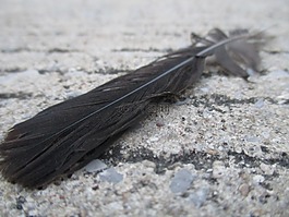 鳥(niǎo),羽毛,飛