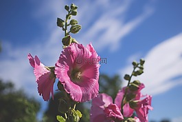 自然,開花,光明
