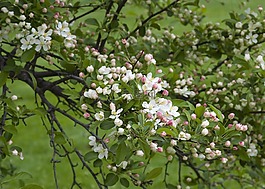 芽,春,鮮花