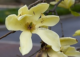 花,春,盛開
