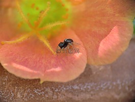 昆蟲(chóng),蜘蛛,小