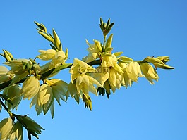 花,開花,盛開