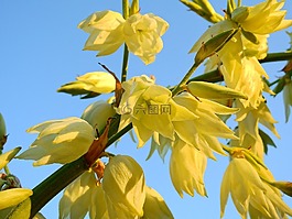 花,開(kāi)花,盛開(kāi)